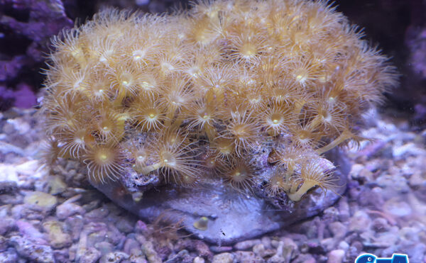 イエローポリプ　2