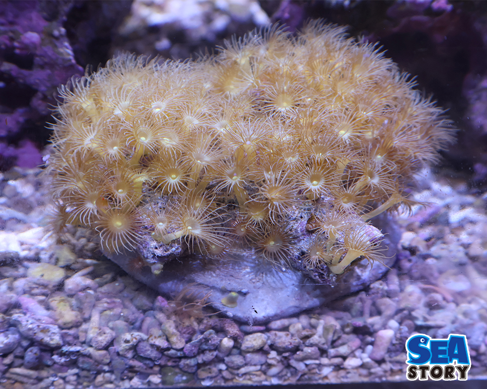 イエローポリプ　2