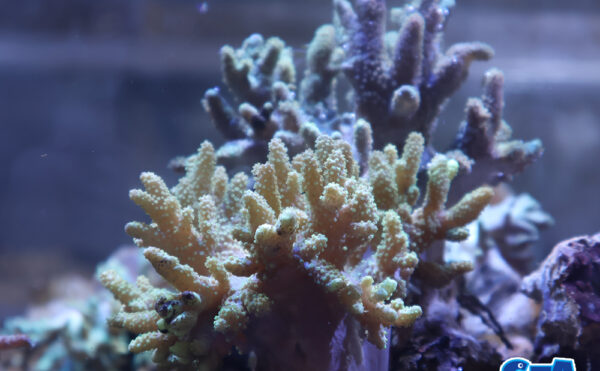 ナグラカタトサカ　ライトグリーンM