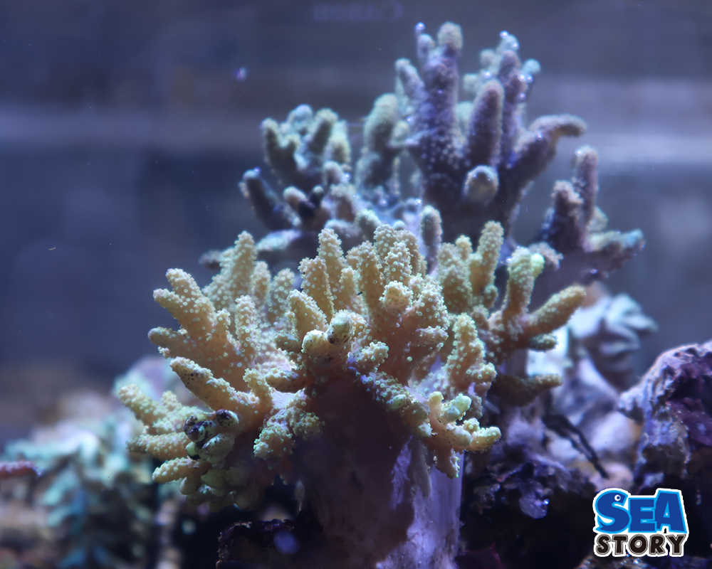 ナグラカタトサカ　ライトグリーンM