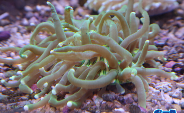 パラオクサビライシ　1