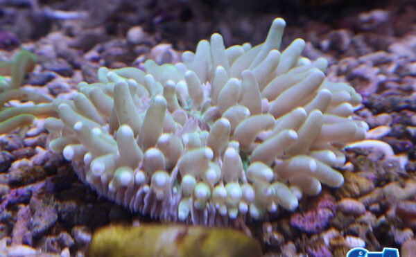 パラオクサビライシ　2