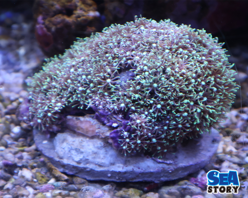 スターポリプ　グリーン1