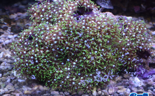 スターポリプ　グリーン2