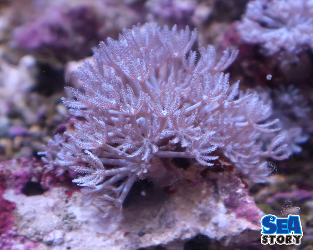 ウミアザミ　ピュアホワイトM