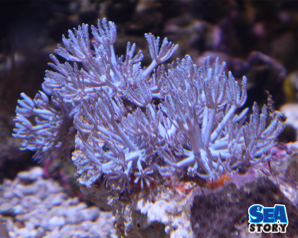 ウミアザミ　ピュアホワイトL