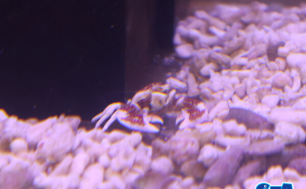 アカホシカニダマシ