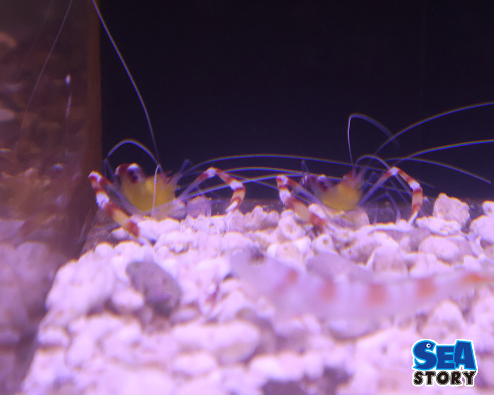 キイロオトヒメエビ　ペア