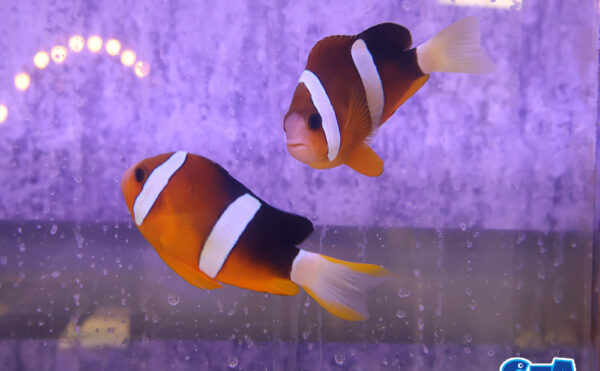 クマノミ　セブ産ペア