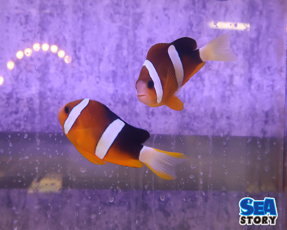 クマノミ　セブ産ペア