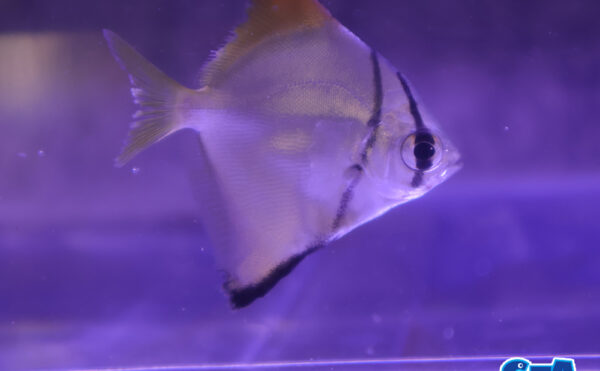 ヒメツバメウオ