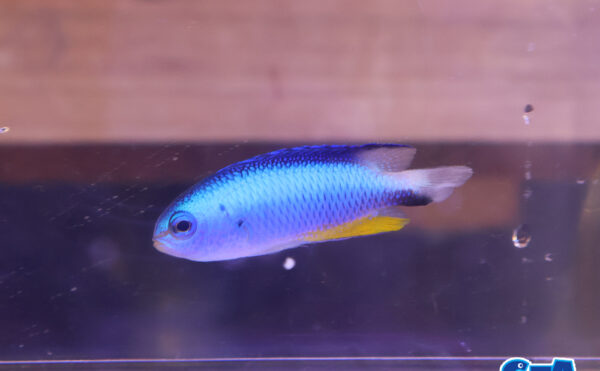 アレンズダムセル