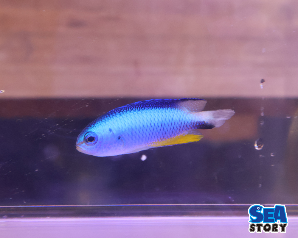 アレンズダムセル