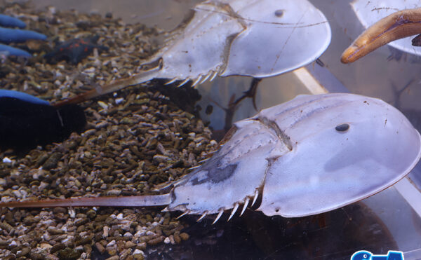 カブトガニ