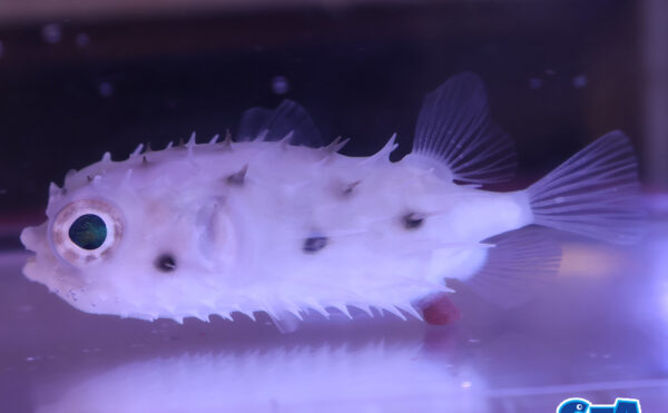 ロングスパインバー