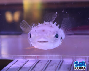 ロングスパインバー‗正面