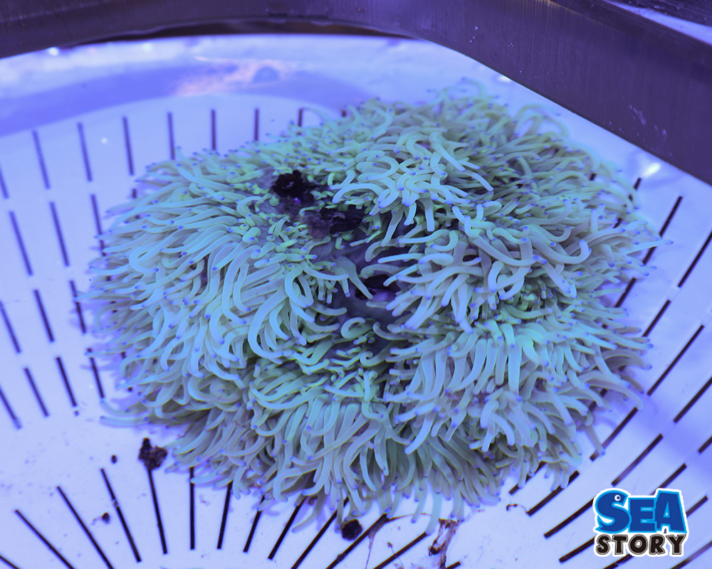 シライトイソギンチャク2