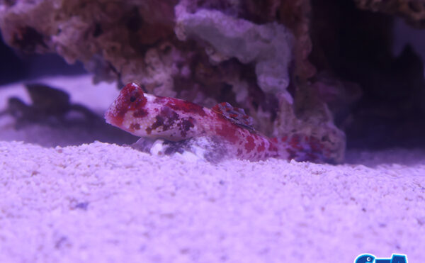 スターリードラゴネット