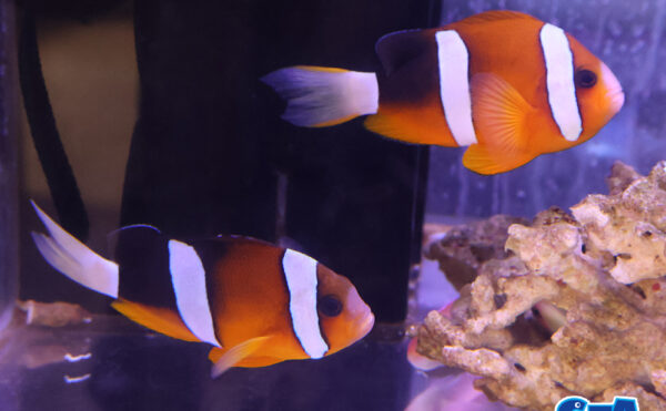 クマノミ　セブ産ペア