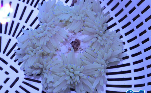 シライトイソギンチャク