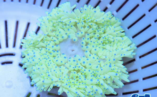 シライトイソギンチャク2