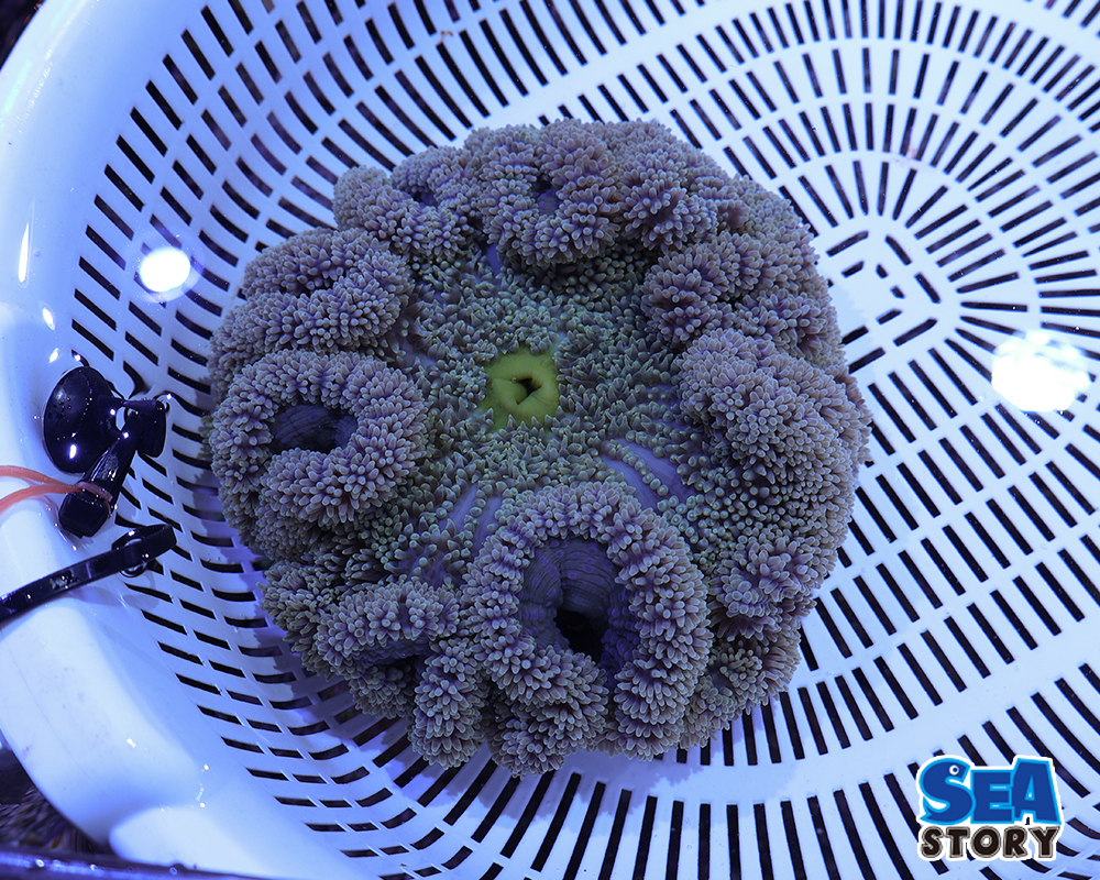 ハタゴイソギンチャク