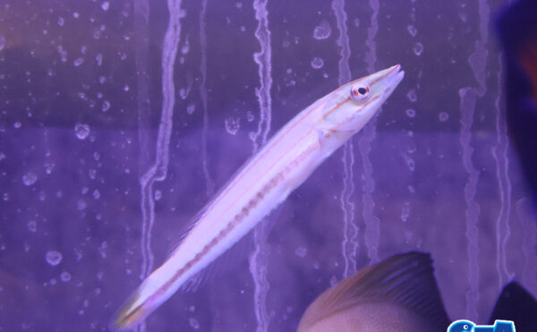 シロタスキベラ