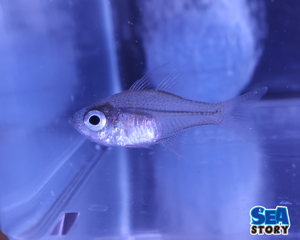 イトヒキテンジクダイ