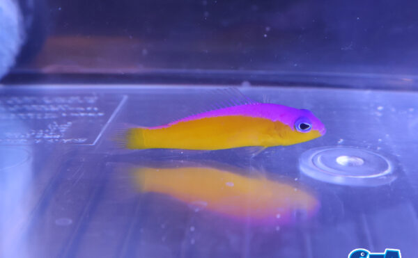 カンムリニセスズメ