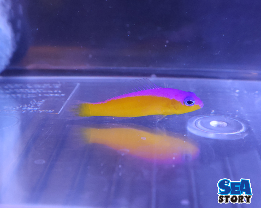 カンムリニセスズメ