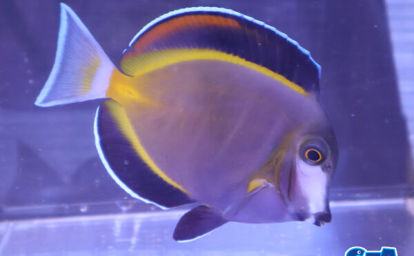 ナミダクロハギ