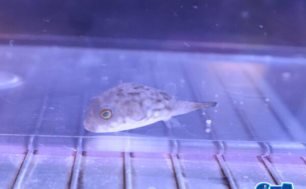 スジモヨウフグ　幼魚