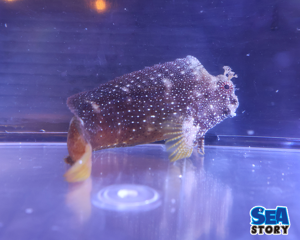 スターリーブレニー