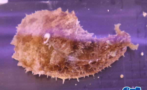 タツナミガイ　SM