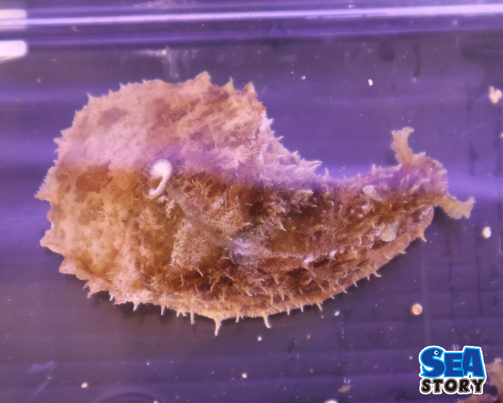 タツナミガイ　SM