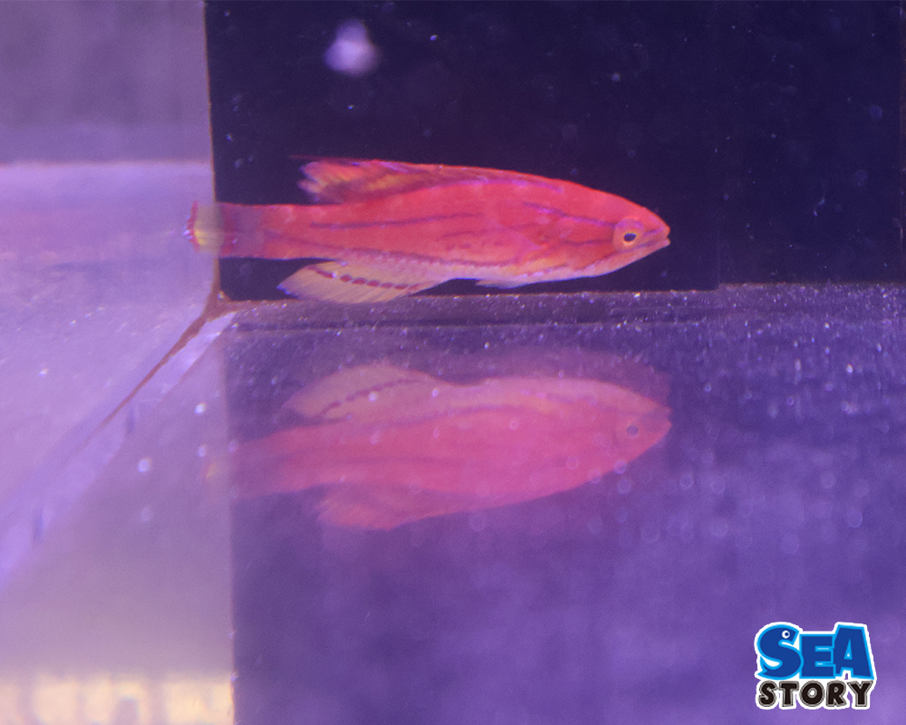 20260208_iro-finfurassya-rasu