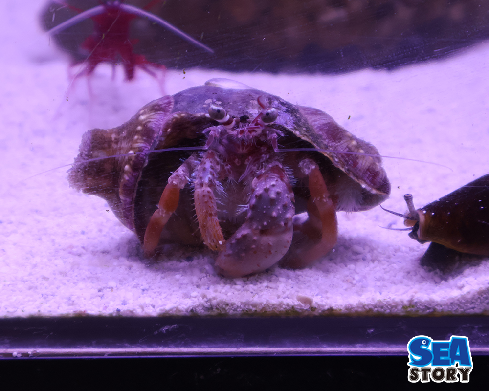 カブトヤドカリ　ベニヒモイソギンチャク付き