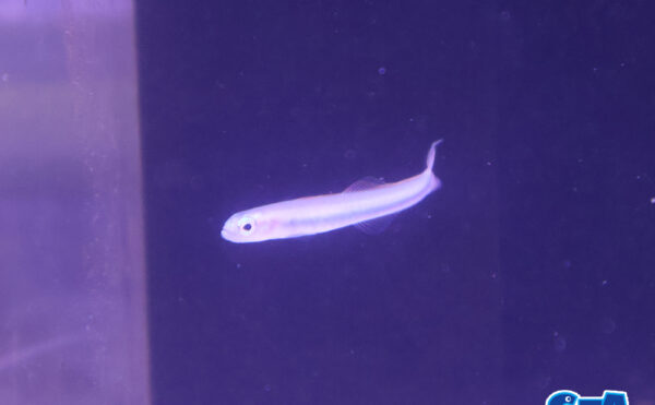 リュウキュウハナハゼ