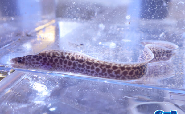 ヘリゴイシウツボ