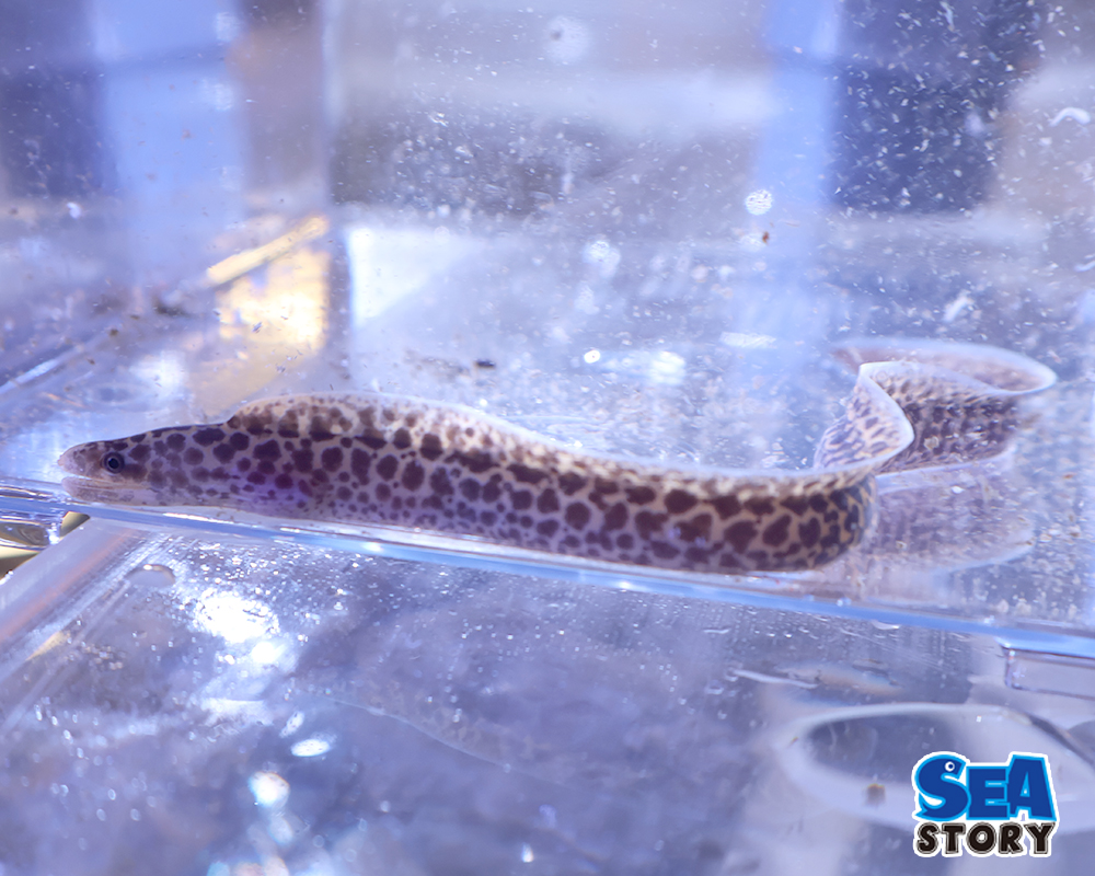 ヘリゴイシウツボ