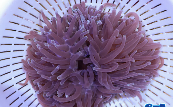 センジュイソギンチャク2