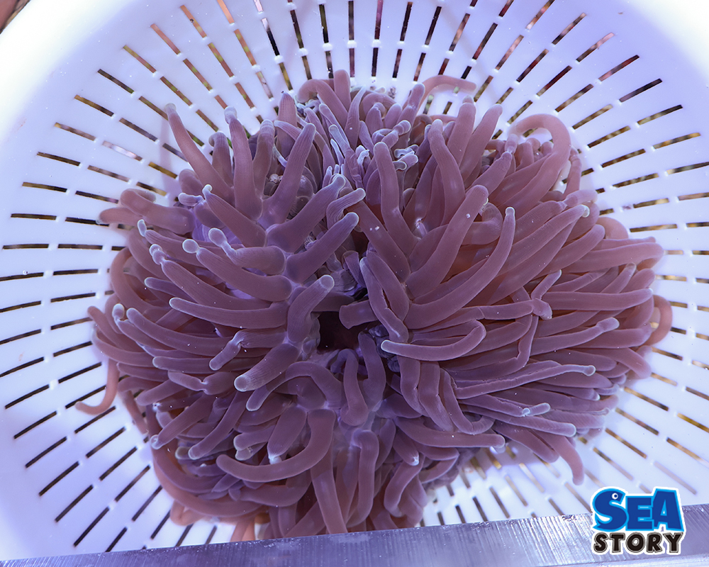 センジュイソギンチャク2