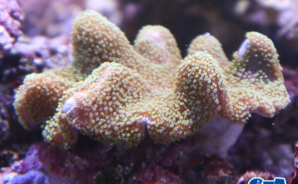 ヒラウネタケポリプメタグリーン