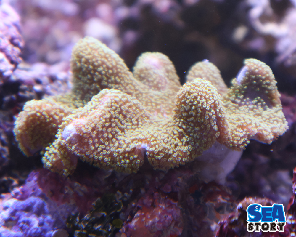 ヒラウネタケポリプメタグリーン