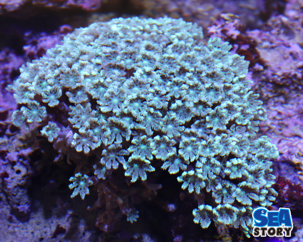 ツツウミヅタグリーンL1