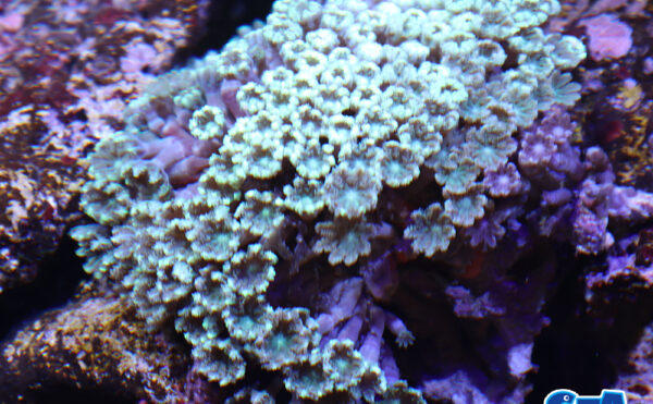 ツツウミヅタグリーンL2