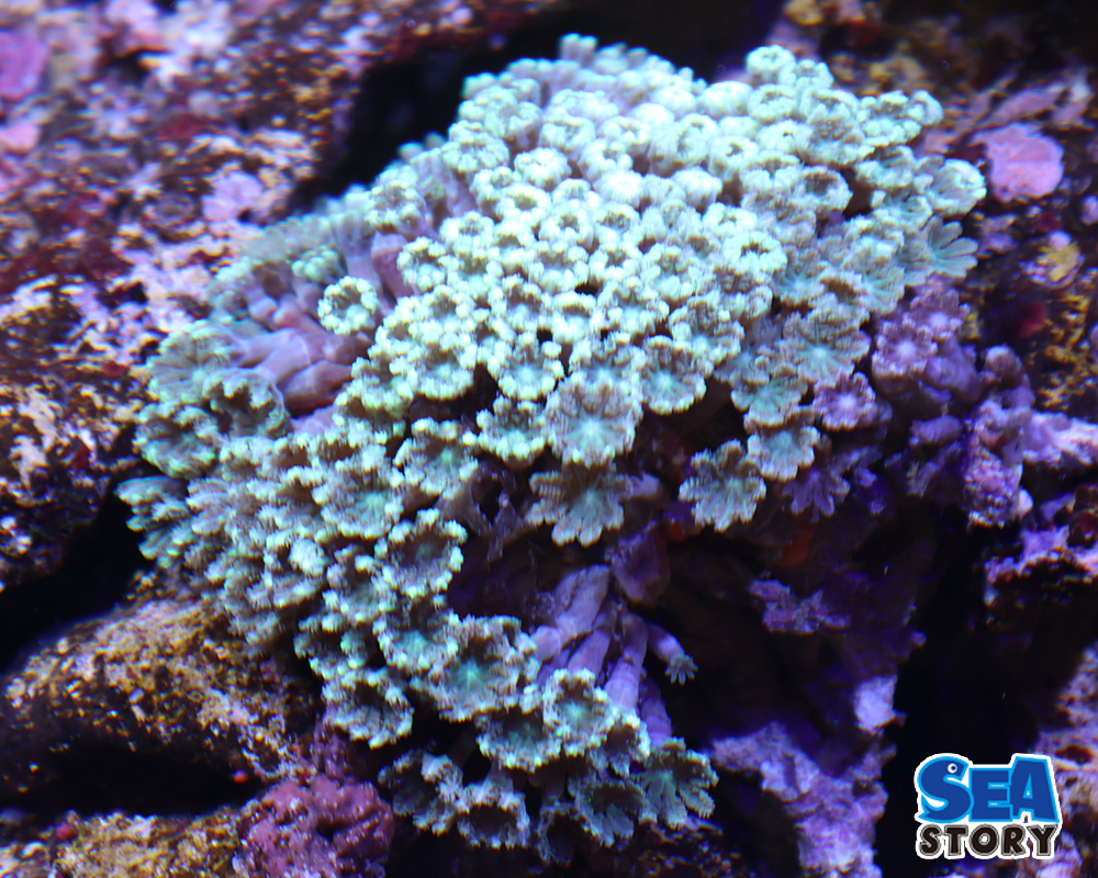 ツツウミヅタグリーンL2