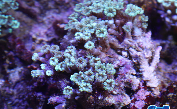 ツツウミヅタグリーンM