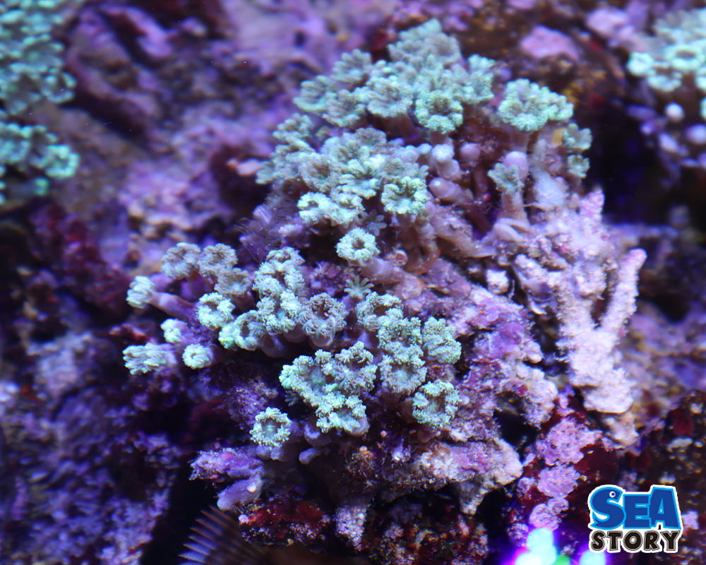 ツツウミヅタグリーンM