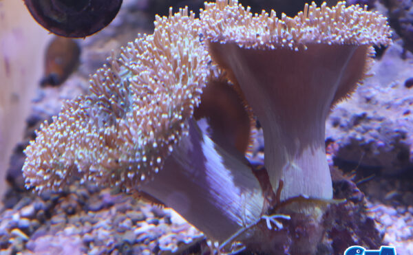 ウミキノコ　グリーン3個付き